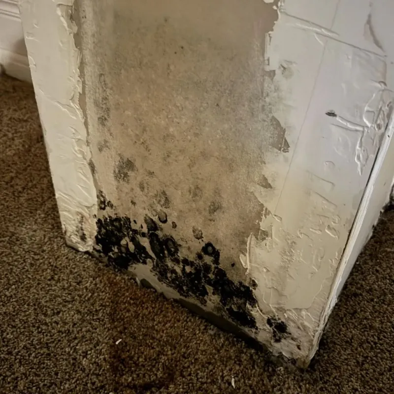 Professional Mold Removal in Troy, OH